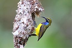 Olive-backed Sunbird